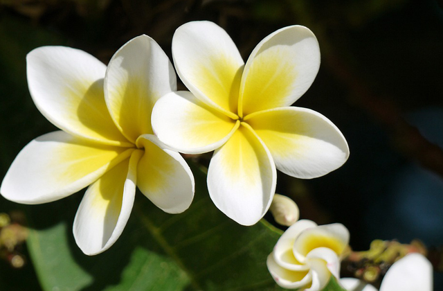 プルメリアの毒は花よりも樹液に注意 ハワイ留学手続き無料 Funabroad